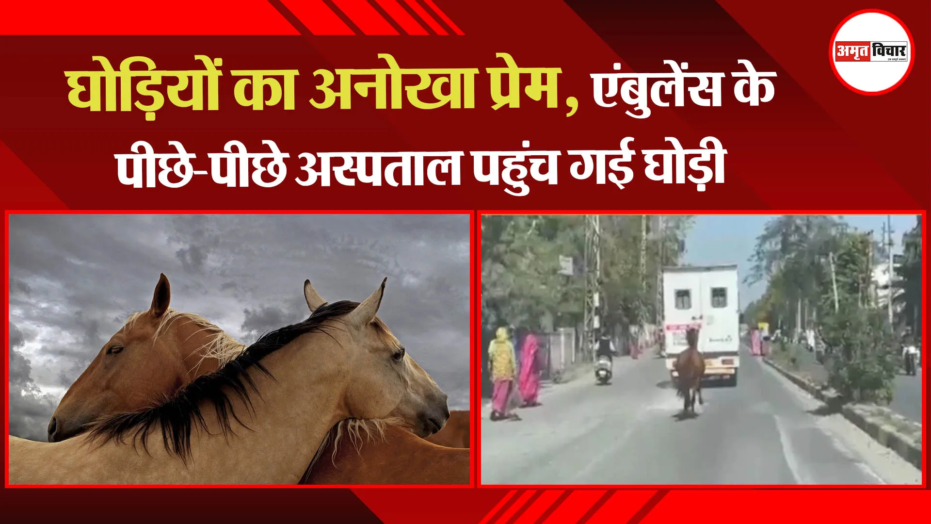 घोड़ियों का अनोखा प्रेम देखकर हर कोई है हैरान, एंबुलेंस के पीछे-पीछे अस्पताल पहुंच गई घोड़ी