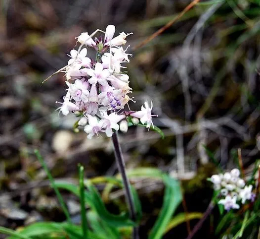 देवी-देवताओं को प्रिय है यह रहस्यमयी फूल, ऊंची हिमालयी पहाड़ियों में मिलता है, औषधीय गुणों से है भरपूर