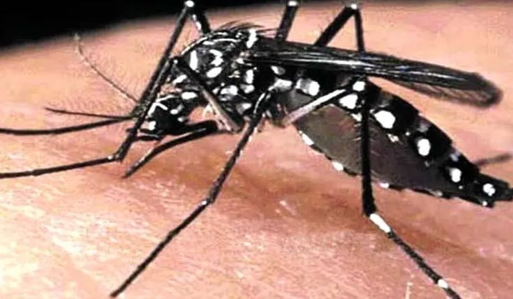 बरेली: जिले में मिले अब तक मलेरिया के 12 मरीज, चुनाव के बाद चलेगा अभियान