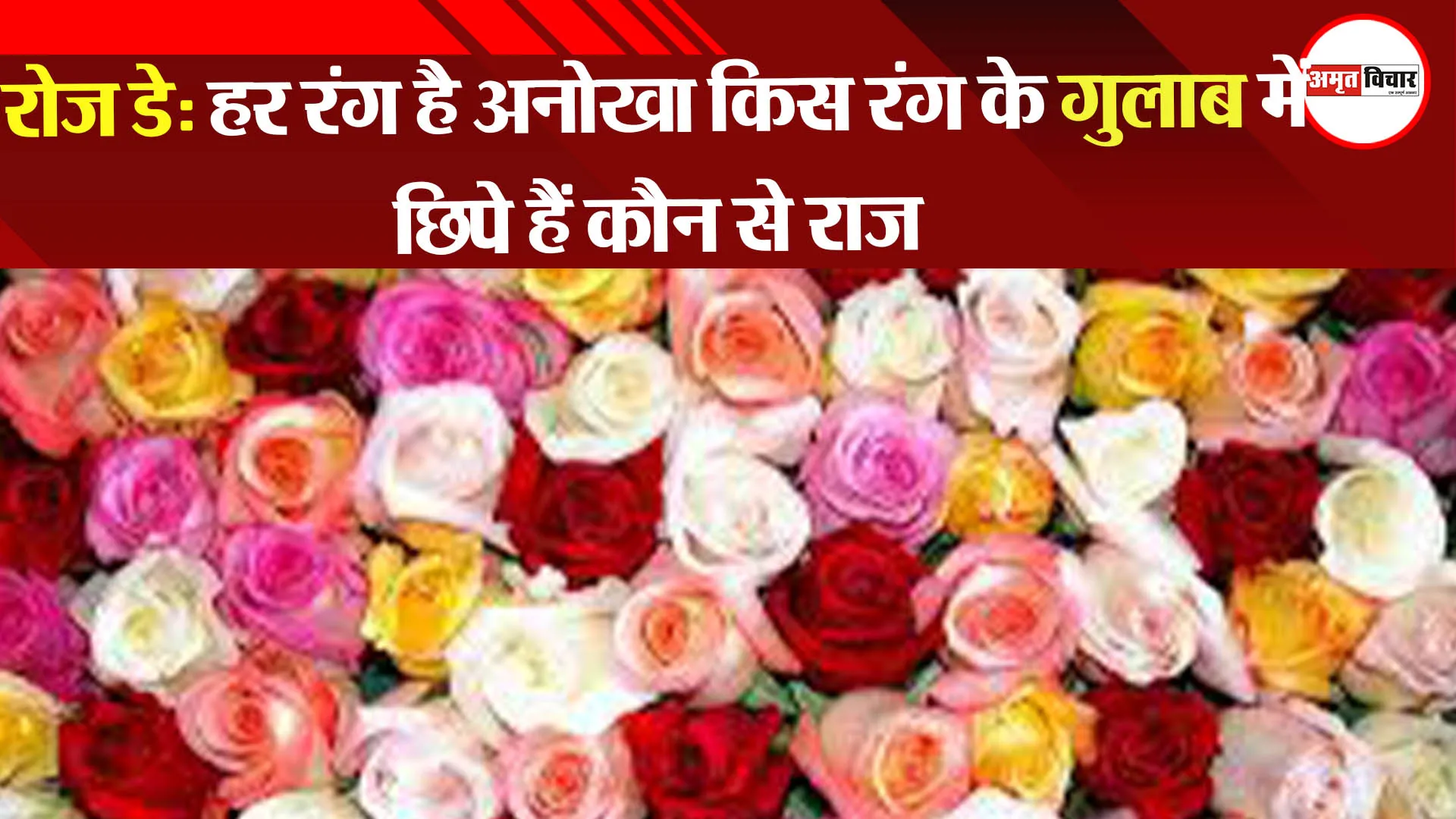 Rose Day: हर रंग है अनोखा किस रंग के गुलाब में छिपे हैं कौन से राज, देखें वीडियो