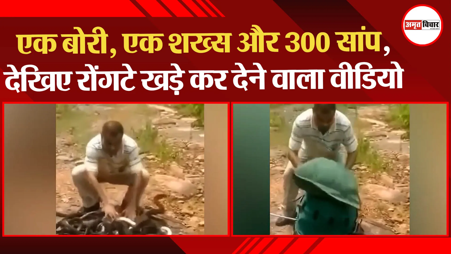 एक बोरी, एक शख्स और 300 सांप, देखिए रोंगटे खड़े कर देने वाला वीडियो