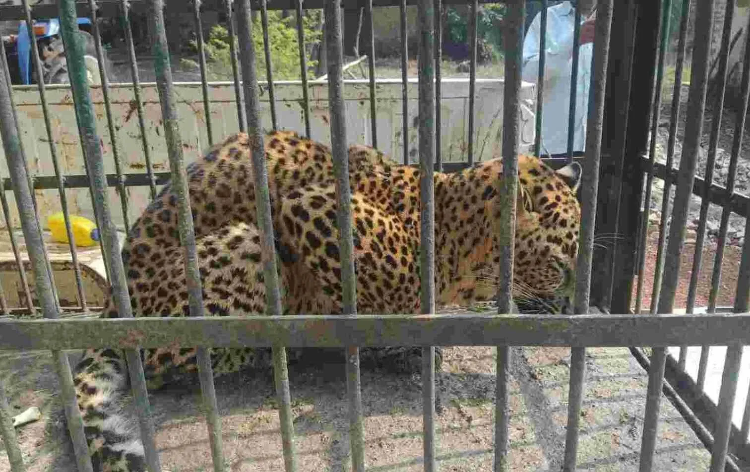 बरेली: वन विभाग की टीम ने तेंदुए को पकड़ा, कई दिन से दहशत में थे ग्रामीण