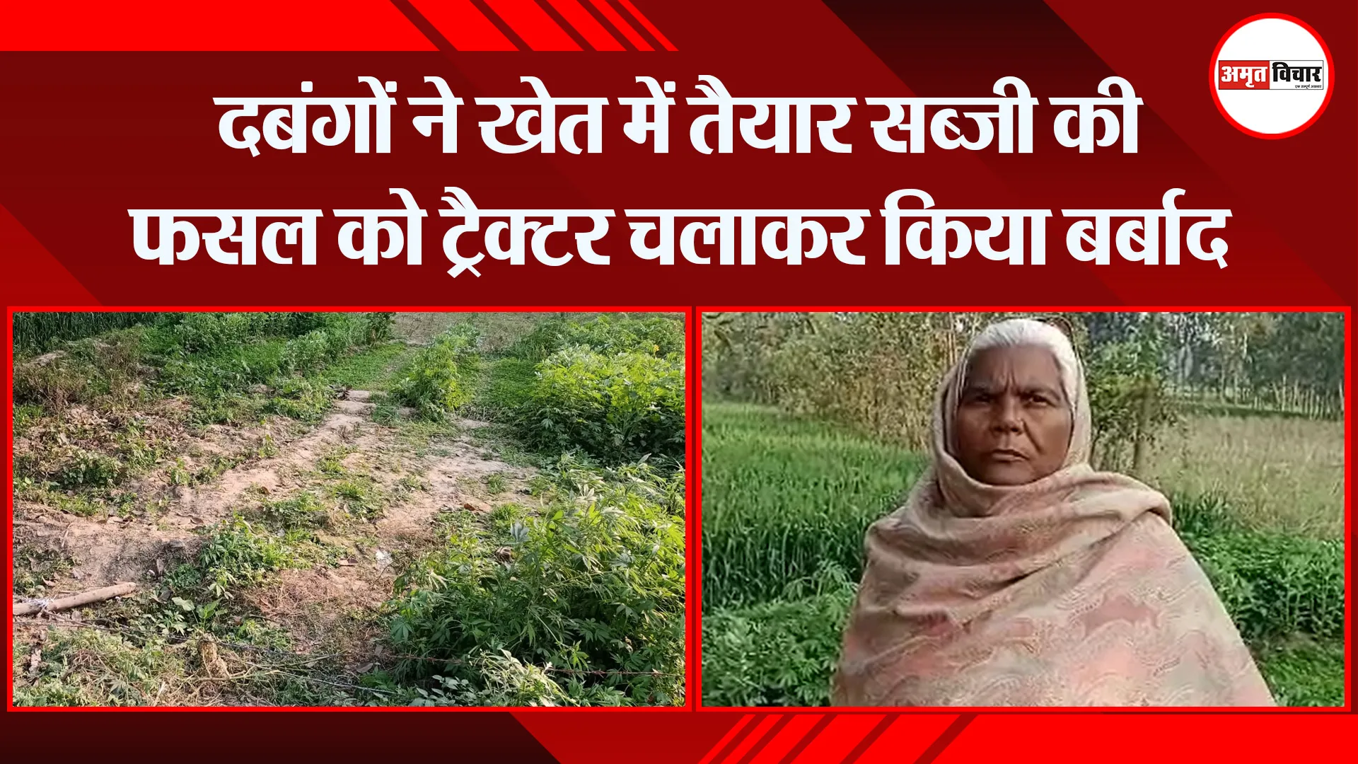 बरेली: दबंगों ने खेत में तैयार सब्जी की फसल को ट्रैक्टर चलाकर किया बर्बाद
