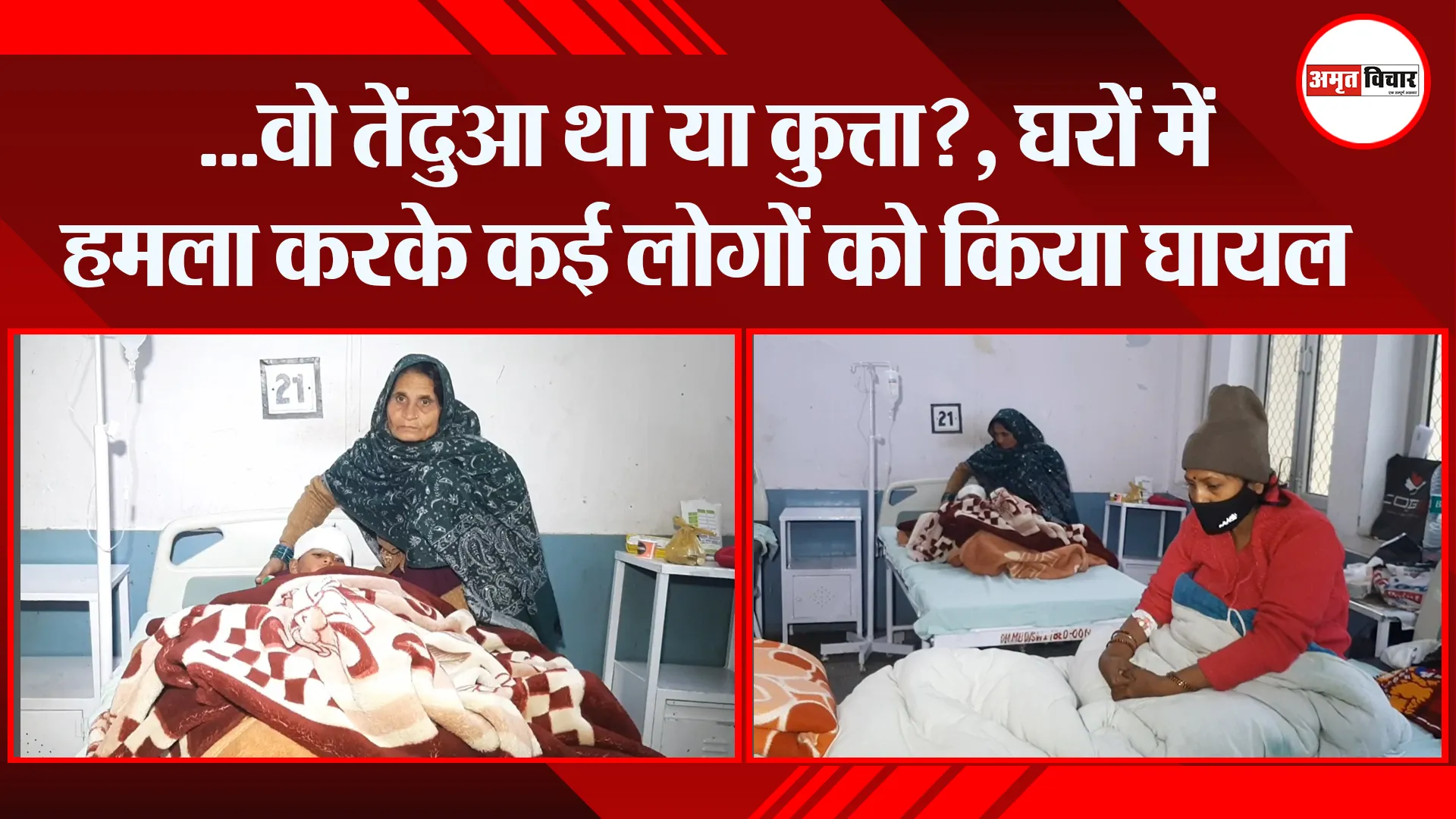 मुरादाबाद: …वो तेंदुआ था या कुत्ता?, घरों में हमला करके कई लोगों को किया घायल