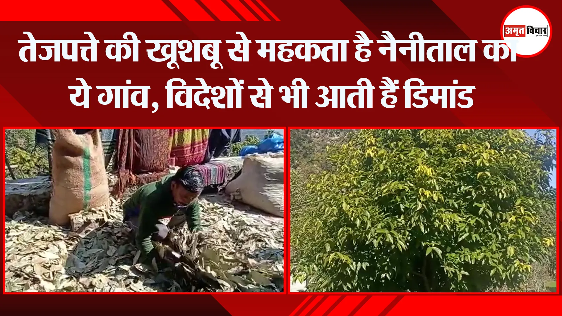 हल्द्वानी: तेजपत्ते की खूशबू से महकता है नैनीताल का ये गांव, विदेशों से भी आती हैं डिमांड