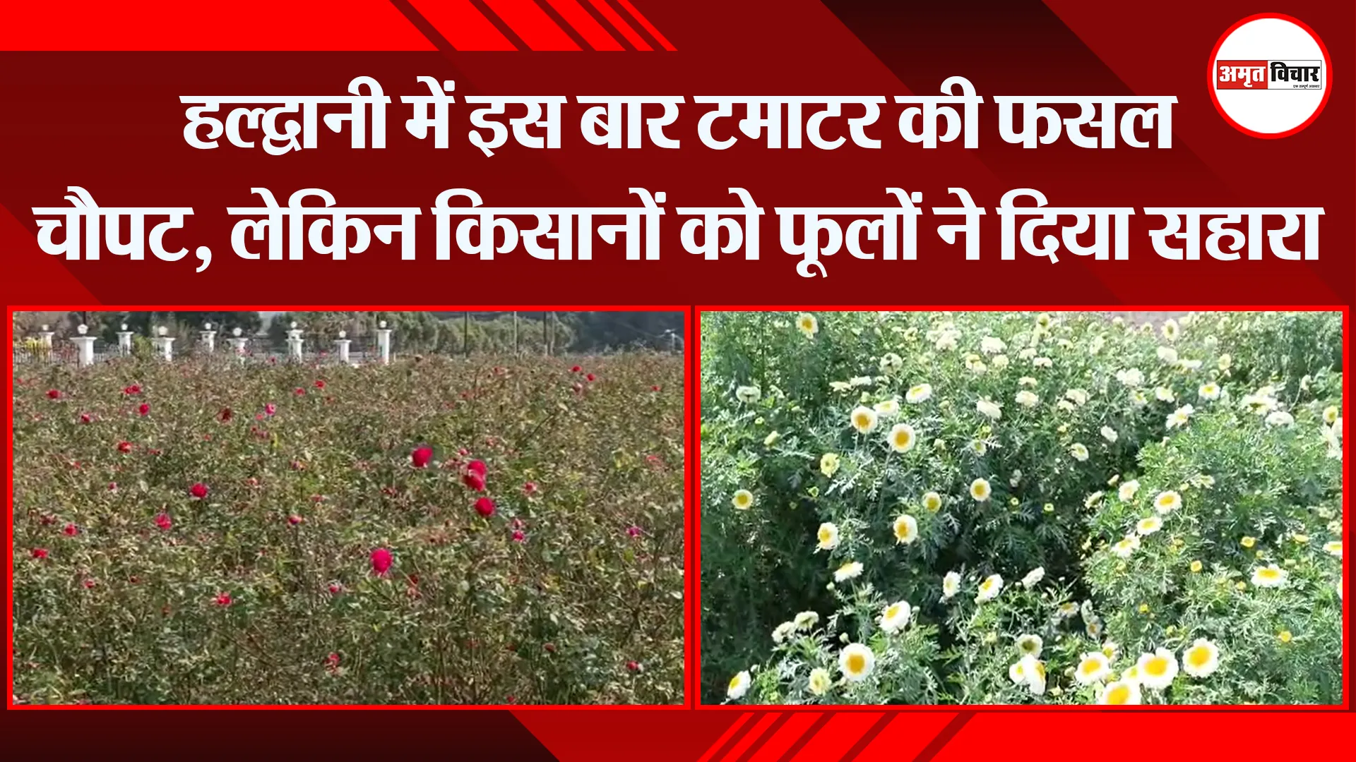 हल्द्वानी में इस बार टमाटर की फसल चौपट, लेकिन किसानों को फूलों ने दिया सहारा