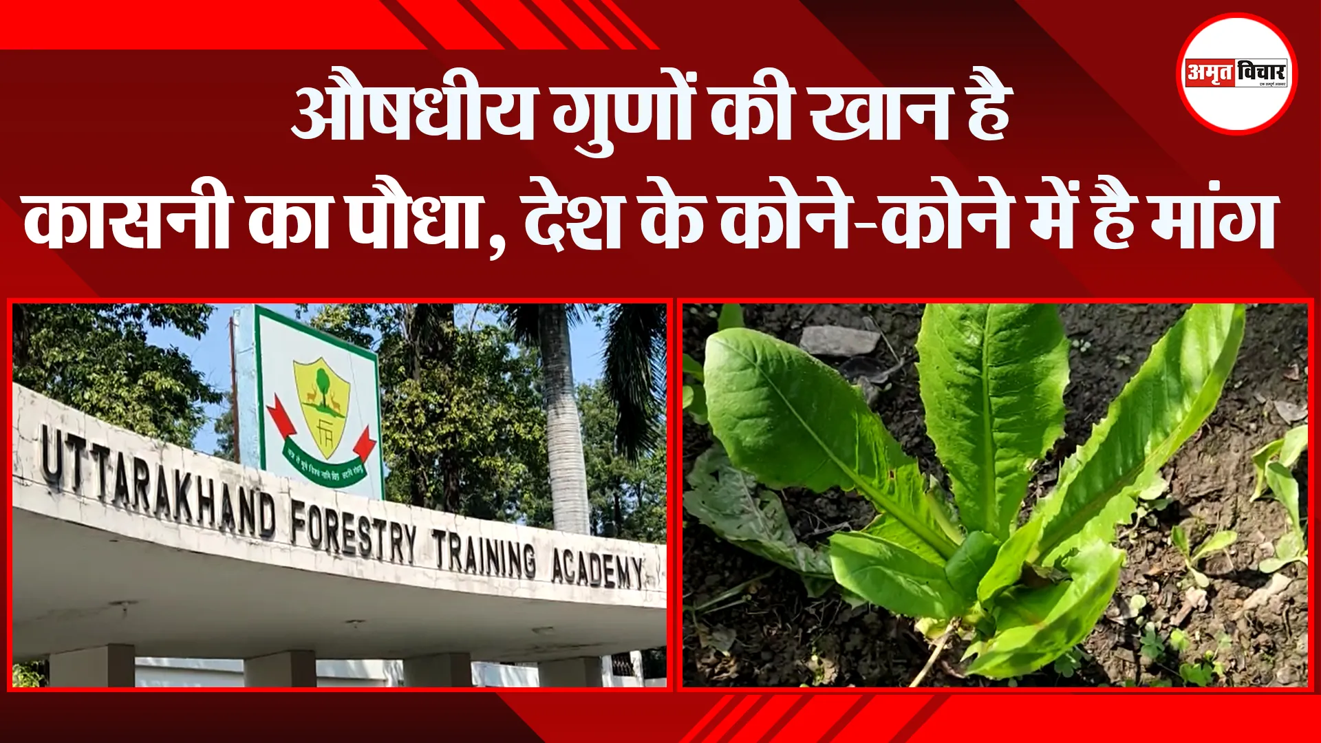 हल्द्वानी: औषधीय गुणों की खान है कासनी का पौधा, देश के कोने-कोने में मांग