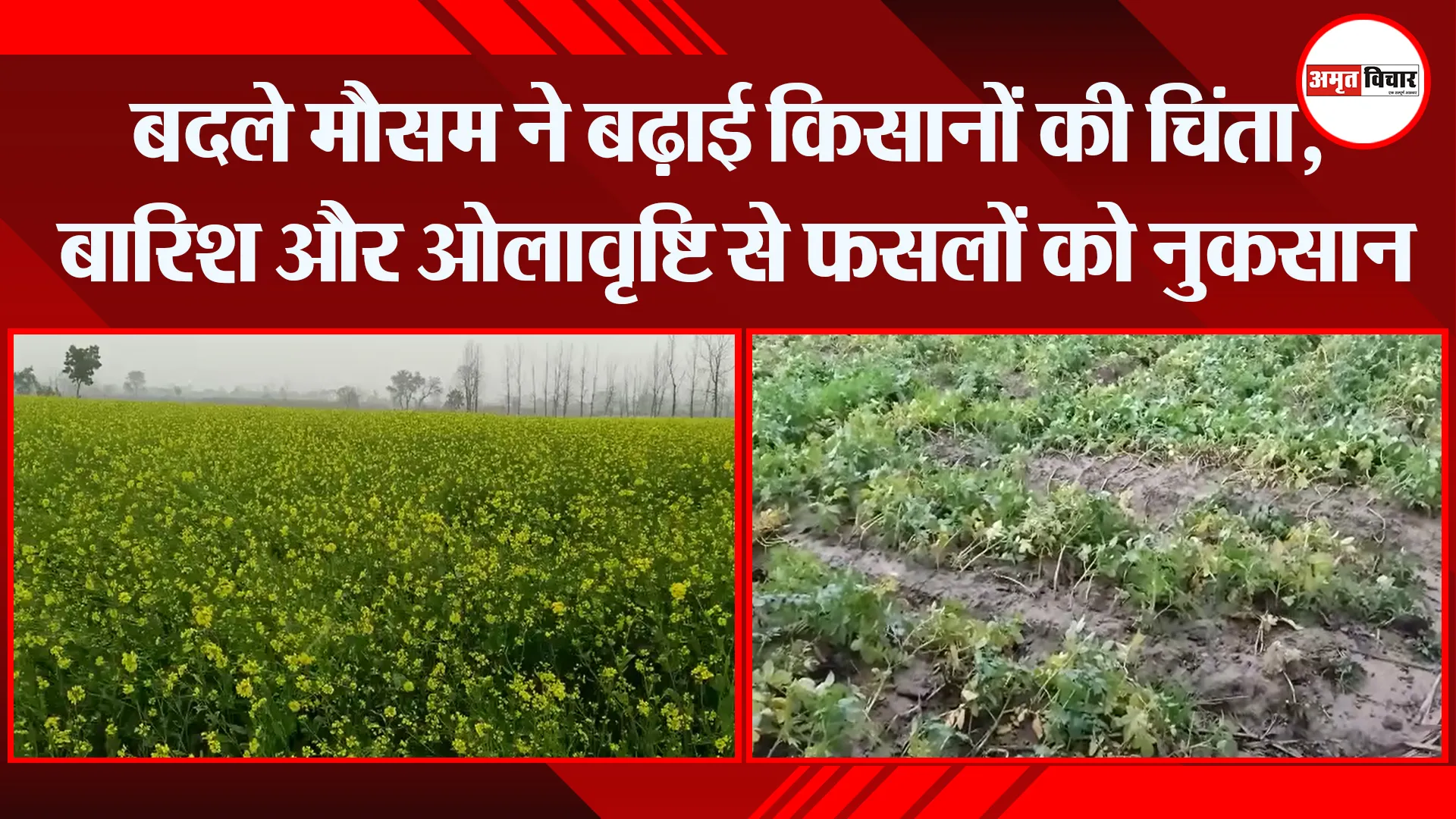 बरेली: बदले मौसम ने बढ़ाई किसानों की चिंता, बारिश और ओलावृष्टि से फसलों को नुकसान