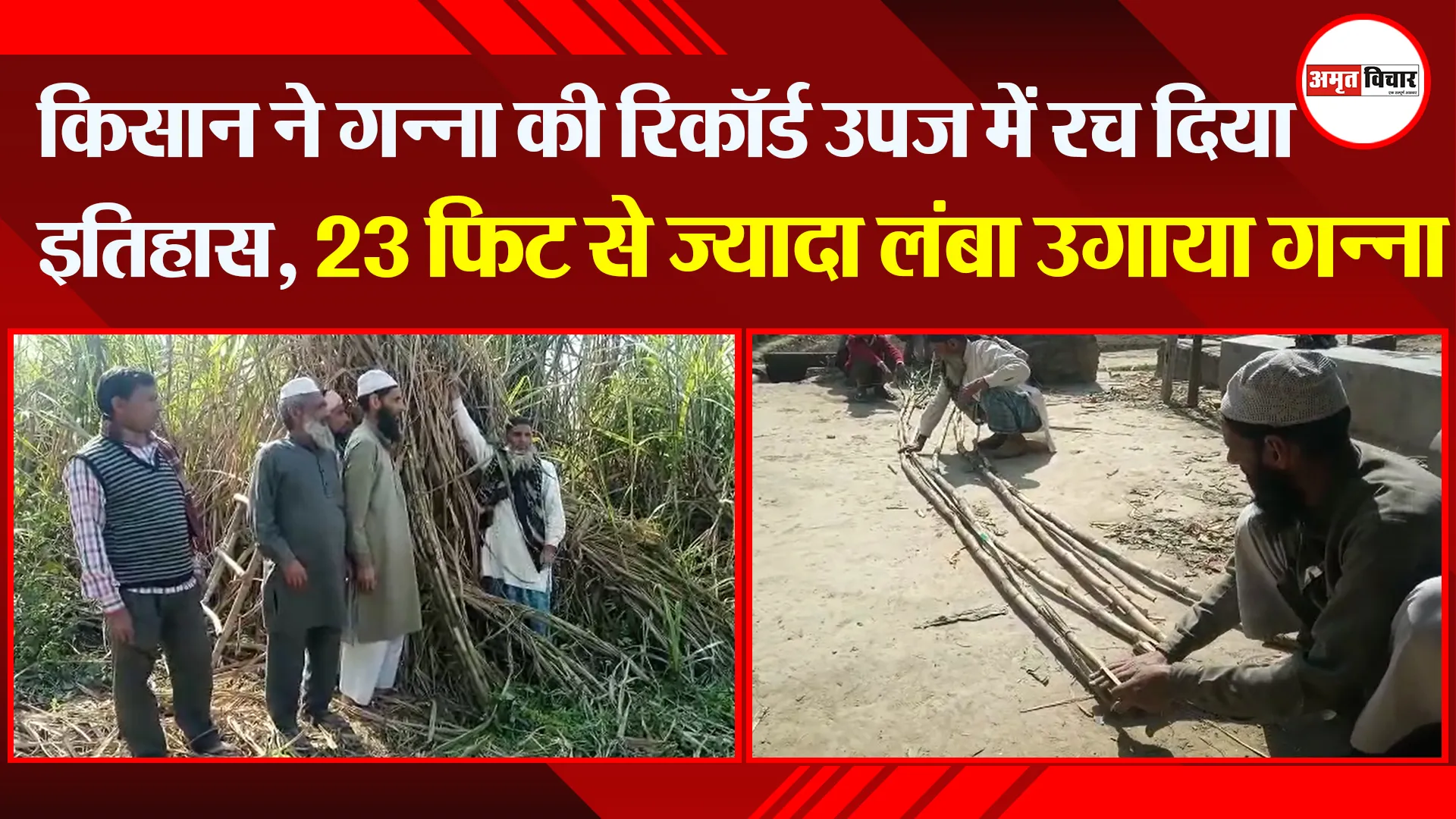 मुरादाबाद: किसान ने गन्ना की रिकॉर्ड उपज में रच दिया इतिहास, 23 फिट से ज़्यादा लंबा उगाया गन्ना