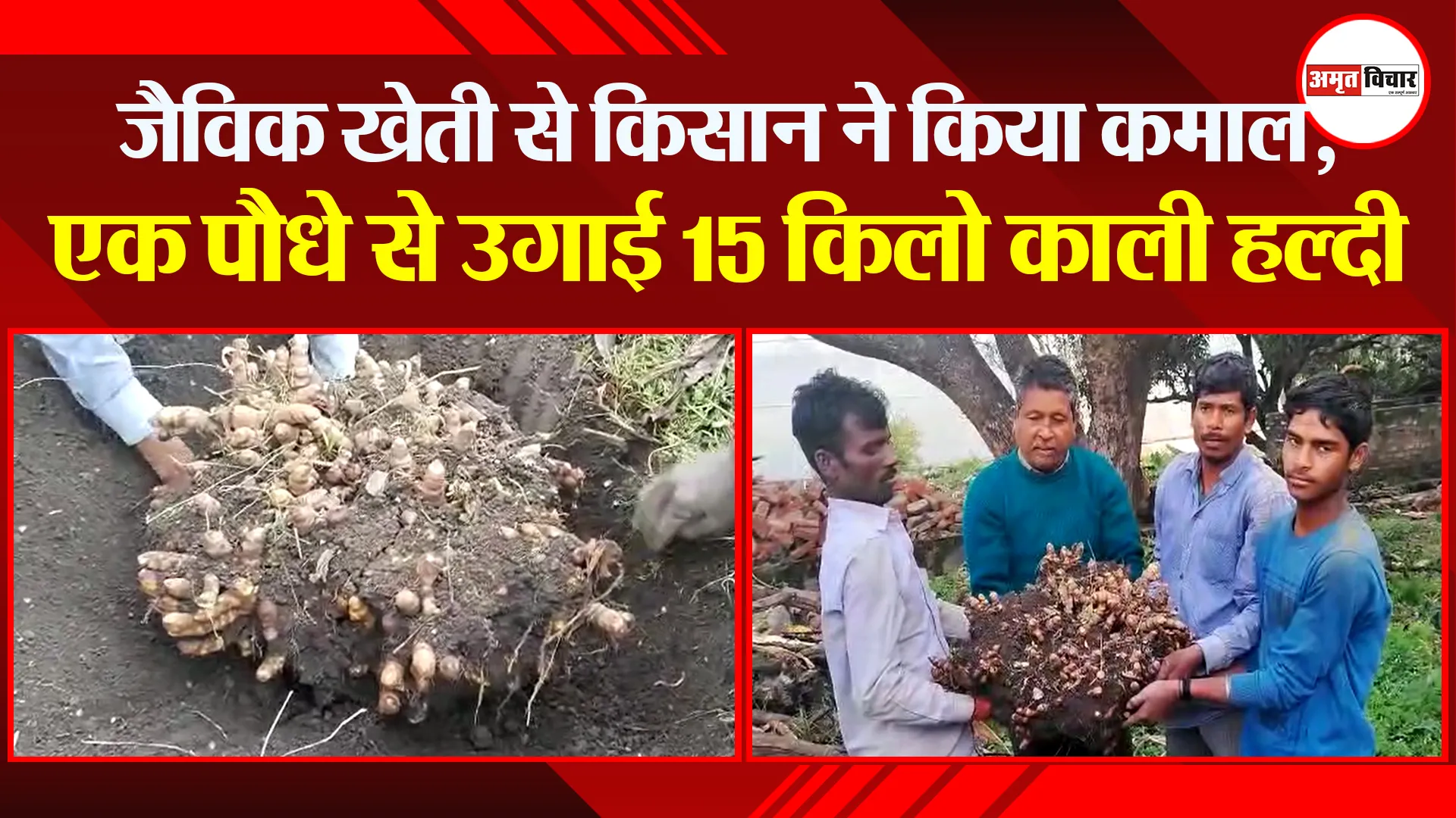 हल्द्वानी: जैविक खेती से किसान ने किया कमाल, एक पौध से उगाई 15 किलो काली हल्दी