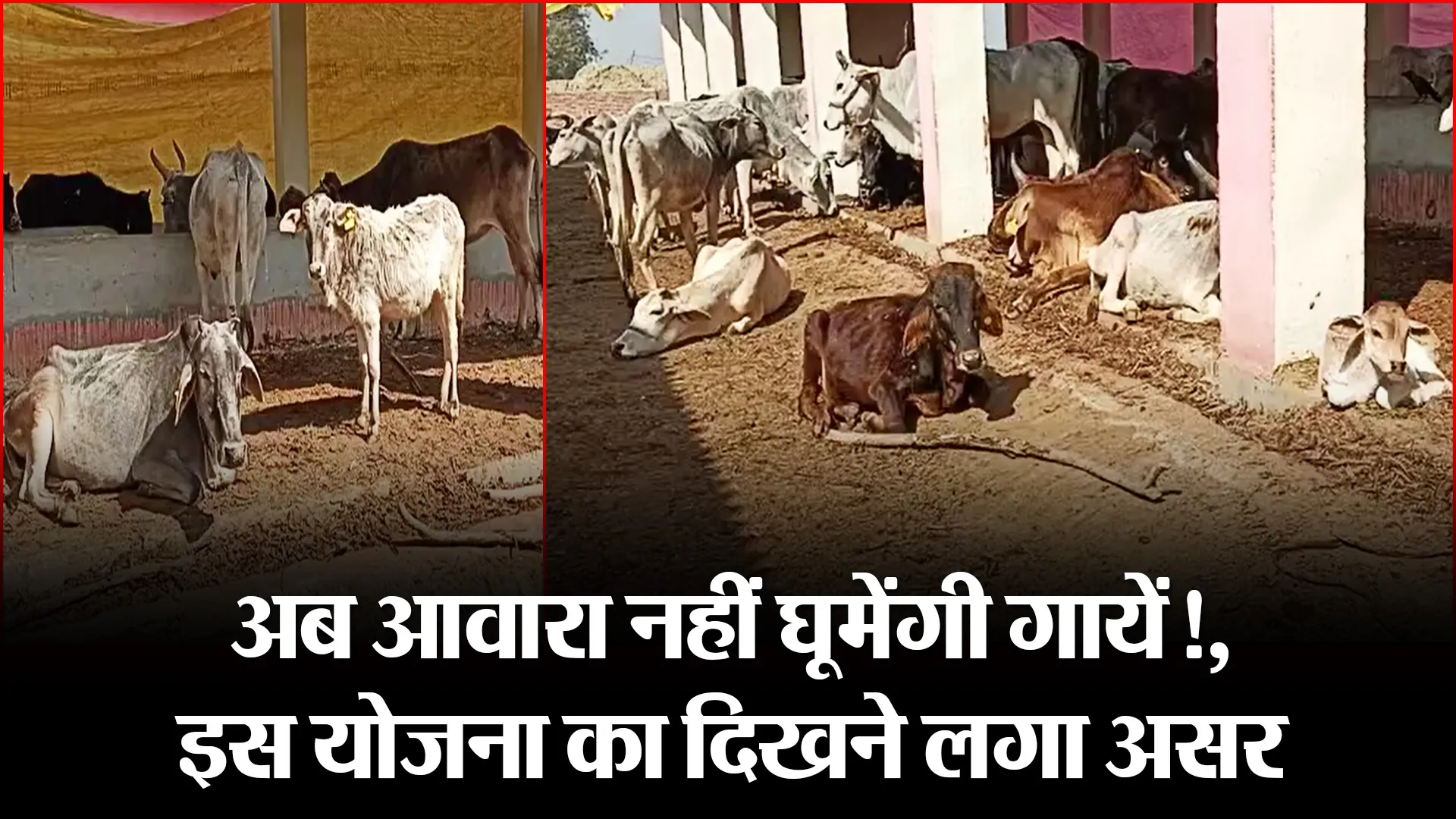 बरेली: अब आवारा नहीं घूमेंगी गायें!, इस योजना का दिखने लगा असर