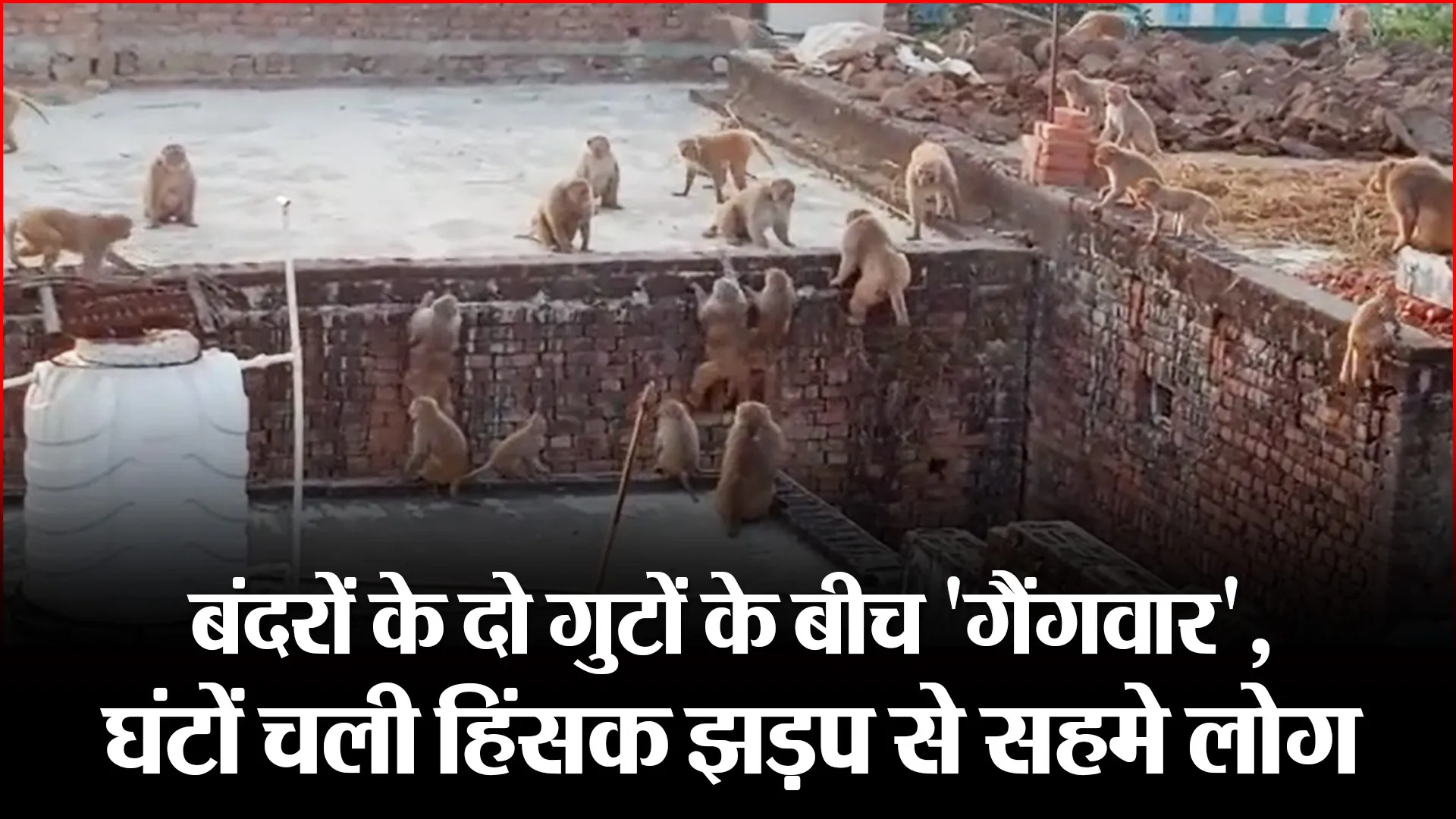बरेली: बंदरों के दो गुटों के बीच ‘गैंगवार’, घंटों चली हिंसक झड़प से सहमे लोग