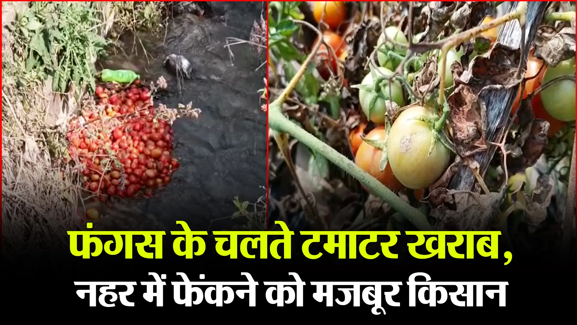 हल्द्वानी: फंगस के चलते टमाटर खराब, नहर में फेंकने को मजबूर किसान