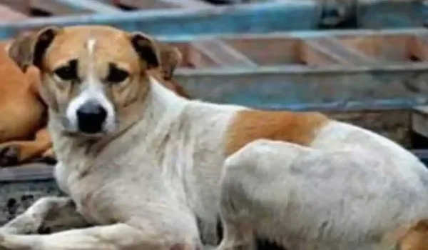 बिजनौर : बरेली में आदमखोर कुत्तों की दहशत, दस साल की बच्ची को नोच कर किया घायल