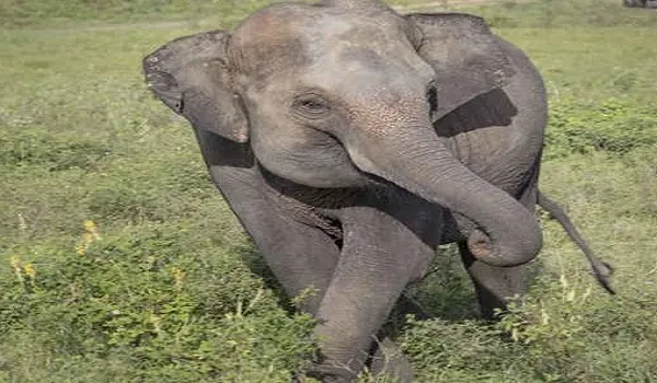 बिजनौर : गड्ढे में मिला हाथी के बच्चे का शव, जड़ों में उलझकर मौत की आशंका