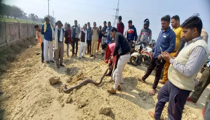 अयोध्या: कुमारगंज अस्पताल के निकट मिले दो जिंदा व एक मृत अजगर, वन कर्मियों ने पकड़ा