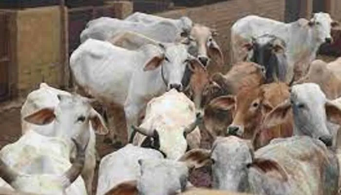 कन्नौज: काली नदी में मिले अन्ना पशुओं के 37 शव, डीएम बोले- बाहर से बहकर आए