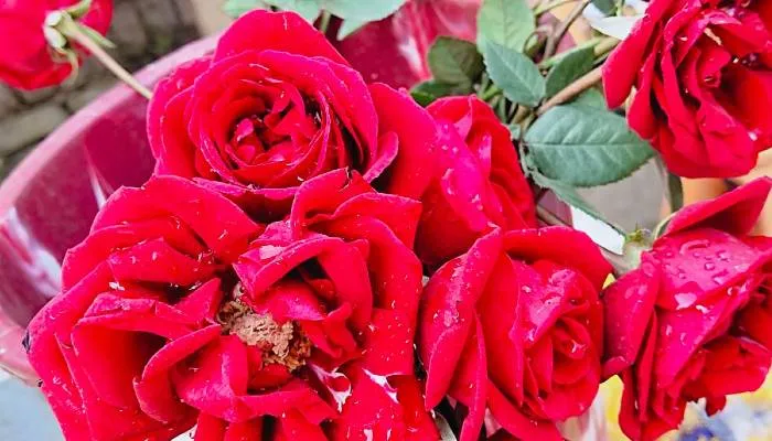 वैलेंटाइन डे पर गुलाब हुआ और सुर्ख…100 रुपए तक जा सकता है रेड रोज