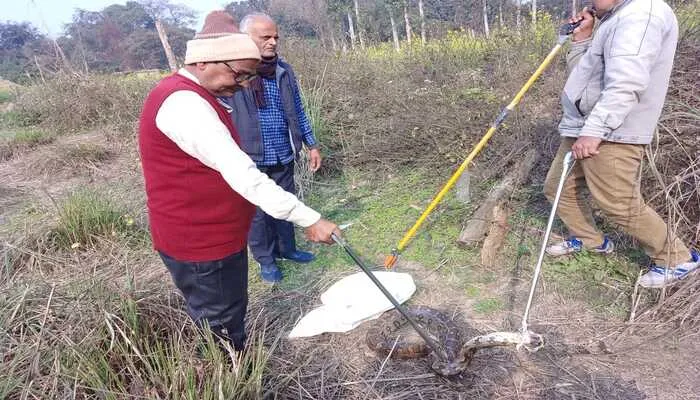 अयोध्या के कछौली गांव में निकला अजगर, मचा हडकंप