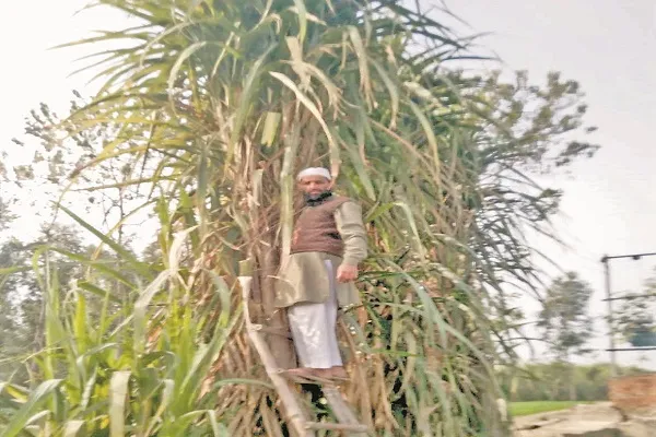 मुरादाबाद : किसान की मेहनत लाई रंग, उगाया 20 फुट ऊंचा गन्ना