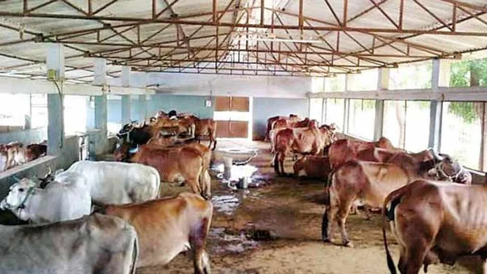 बरेली: गोशालाओं में अव्यवस्था, होगी जांच