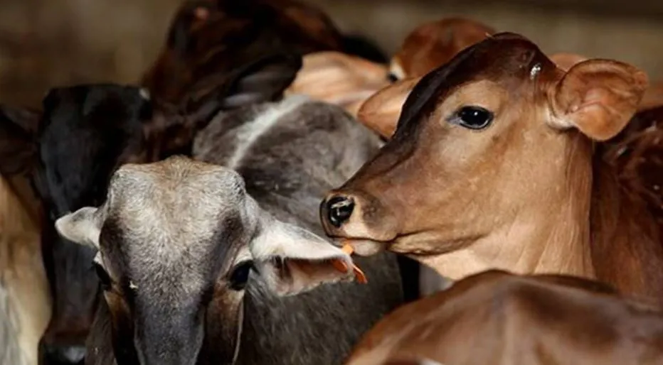 ईडी ने सीमा पार मवेशी तस्करी रैकेट के मुख्य आरोपी को किया गिरफ्तार