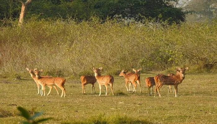 बहराइच: धूप खिली तो चहके वन्यजीव, गेरुआ नदी के तट पर घड़ियाल और मगरमच्छ बने आकर्षण का केंद्र