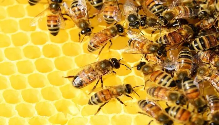 रायबरेली: धुआं से नाराज मधुमक्खियों का हमला, दो दर्जन घायल