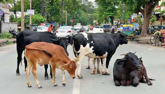 हरदोई: छुट्टा पशुओं को लेकर नगरवासियों में आक्रोश, सांड़ के हमले से हुई बुजुर्ग की मौत