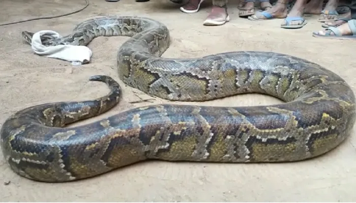 बाराबंकी: एंबुलेंस कर्मियों के आवास पर दिखा अजगर, मचा हड़कंप