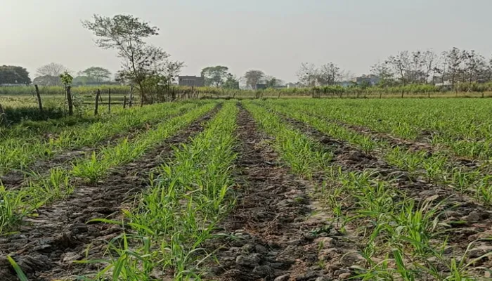 गन्ने की औसत पैदावार बढ़ाने के लिए पेड़ी फसल का प्रबंधन बहुत जरूरी, किसानों को दी जानकारी