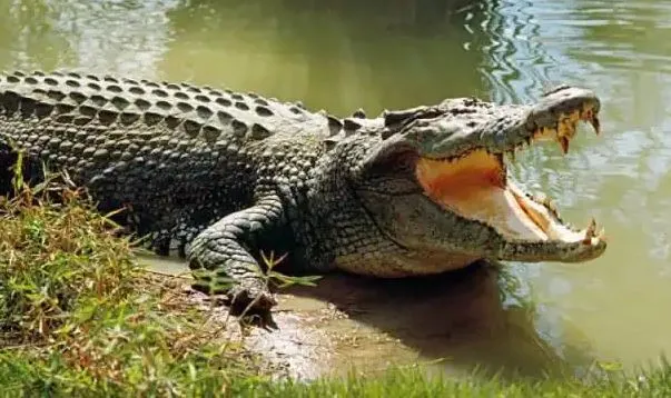 शाहजहांपुर:  ”नदी में है मगरमच्छ, उधर न जाएं” – वन विभाग ने लगवाए सतर्कता बोर्ड, लोगों को किया अलर्ट