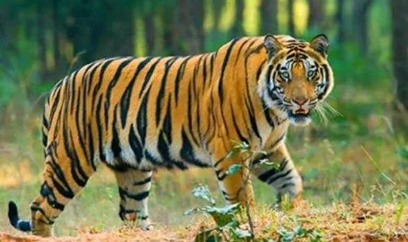 मध्यप्रदेश: नेशनल हाइवे पर मिला बाघ का शव