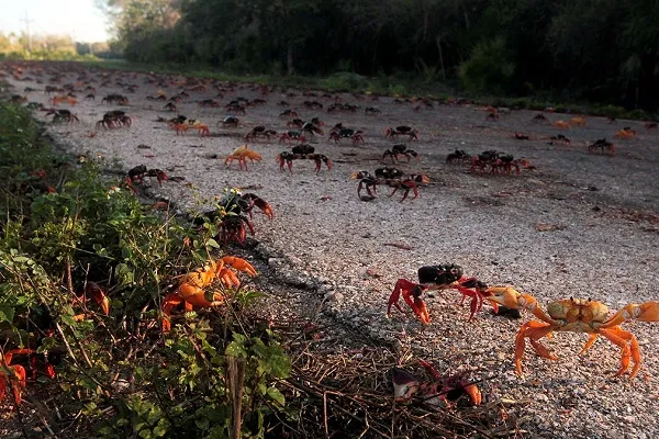 Crab Conquer Cuba : क्यूबा में केकड़ों का सड़कों पर कब्जा, लोगों का पैदल चलना हुआ मुश्किल