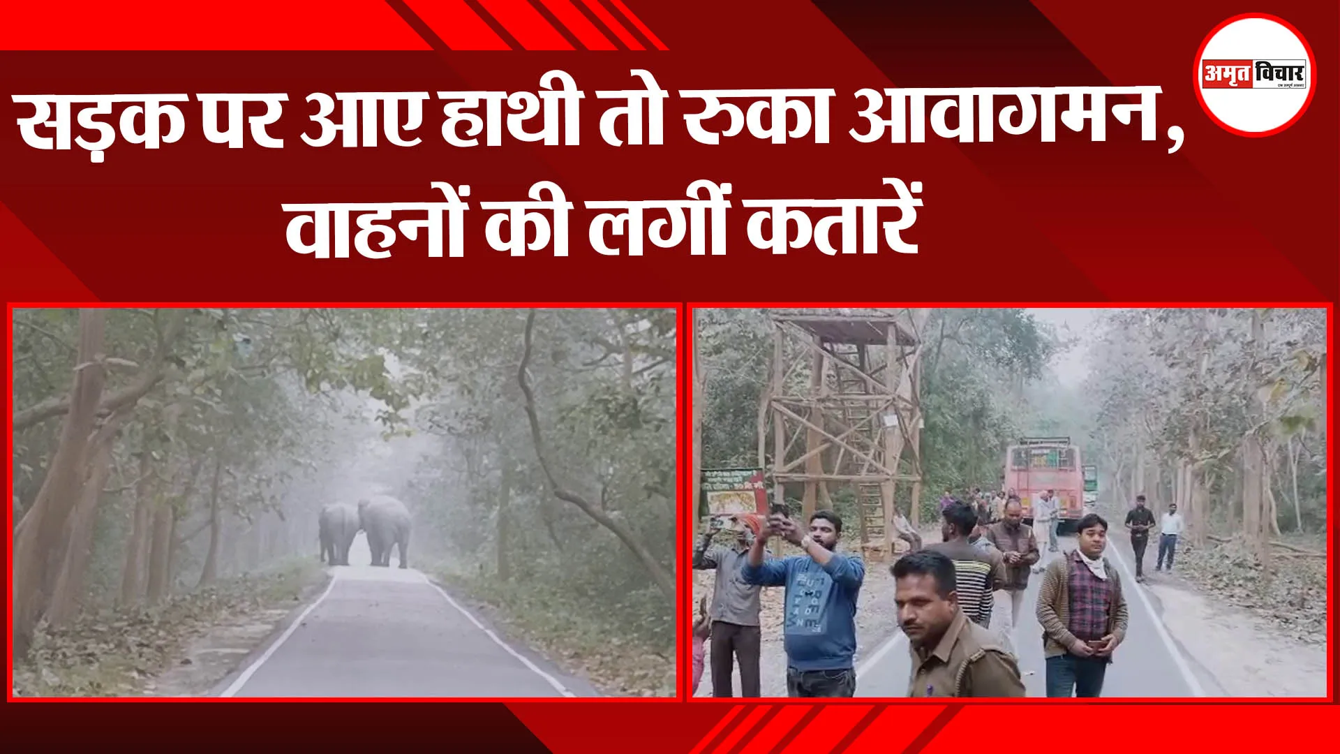 बहराइच: सड़क पर आए हाथी तो रुका आवागमन, वाहनों की लगीं कतारें