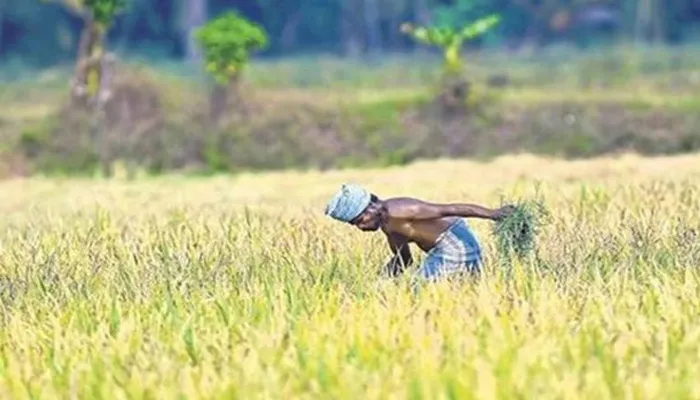 अयोध्या: गन्ना तौल पर्ची नहीं मिलने से किसान परेशान, टोल फ्री नंबर भी बेकार