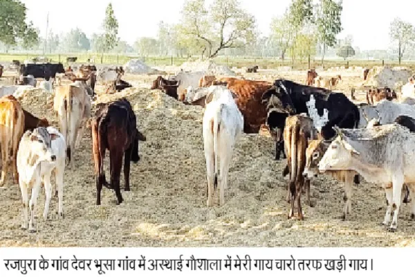 देवरा भूरा गांव के गोशाला में मर रहे पशु, सपा विधायक ने लगाए गंभीर आरोप