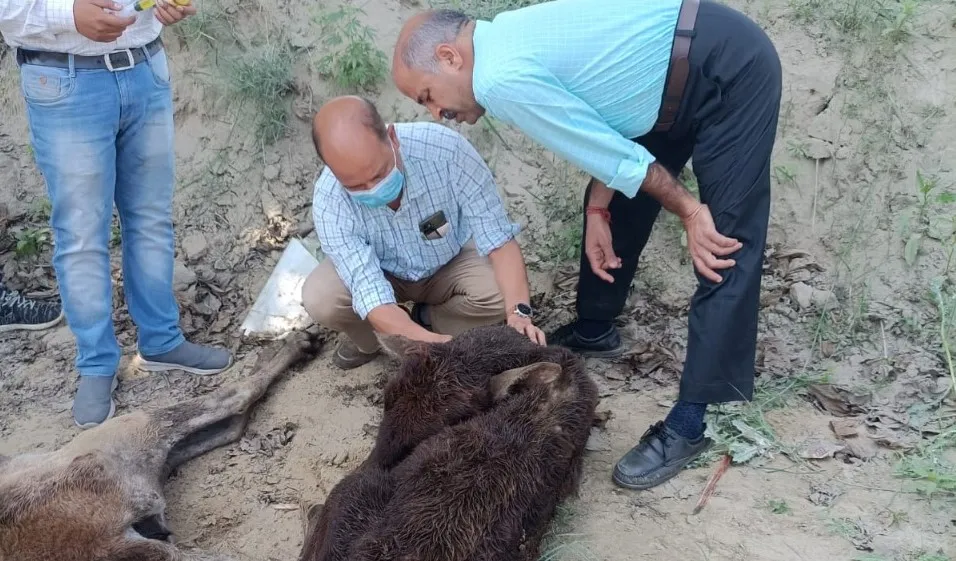 पीलीभीत: असम हाईवे पर मिले गोवंशीय पशुओं के शव, मचा हड़कंप