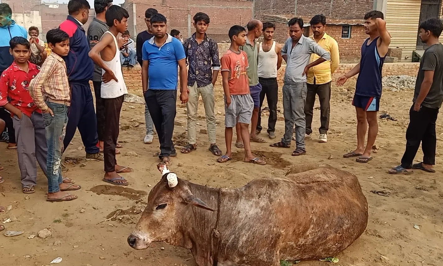 बरेली: होली पर माहौल बिगाड़ने की कोशिश, गौवंश को काटने की थी तैयारी, लोग पहुंचे तो जख्मी कर भागे