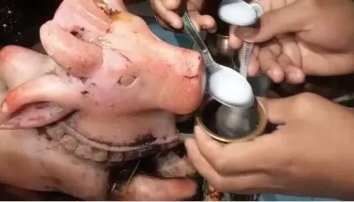 अलीगढ़: नंदी बाबा के दूध पीने की अफवाह से मंदिरों में उमड़ रही भक्तों की भीड़