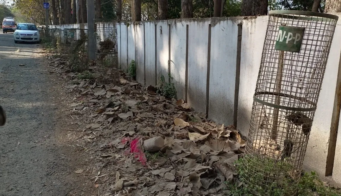 पीलीभीत: सिर्फ कागजों में ही दिख रही हरियाली, रोड किनारे लगे ट्री गार्ड पड़े खाली