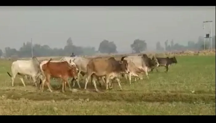अमेठी: आवारा पशुओं से किसानों की खेती को हो रहा नुकसान, सीडीओ के आदेश का भी नहीं हो रहा असर