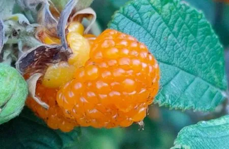 “हिसालू”..हिमालयी जंगली फल लेकिन औषधीय तत्वों से लैस