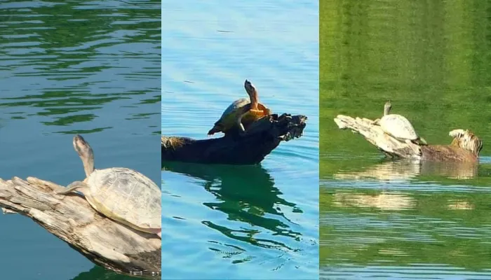 बहराइच: गेरुआ नदी में दुर्लभ कछुए बने पर्यटकों के लिए आकर्षण का केंद्र