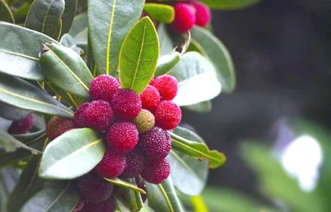 उत्तराखंड के स्वादिष्ट फल ‘काफल’ से जुड़ी मार्मिक कहानी