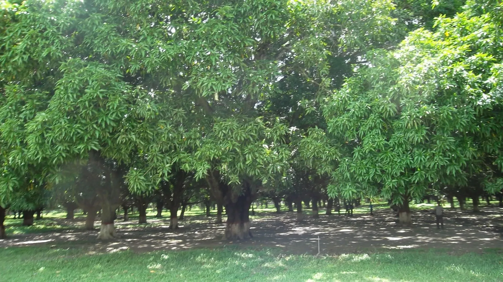 आम का वृक्ष