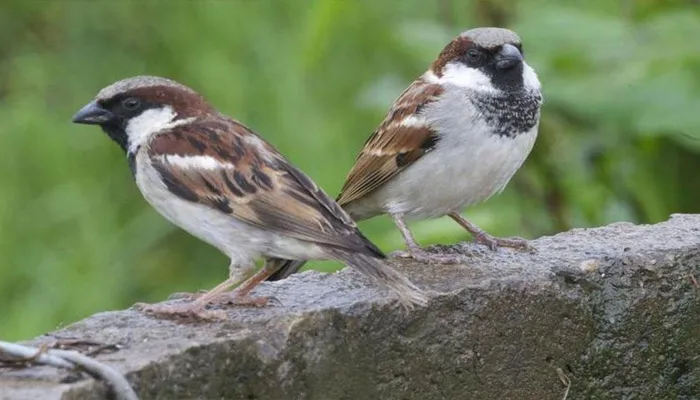 इटावा: संकटग्रस्त गौरैया का सबसे बड़ा संरक्षक बना जिला