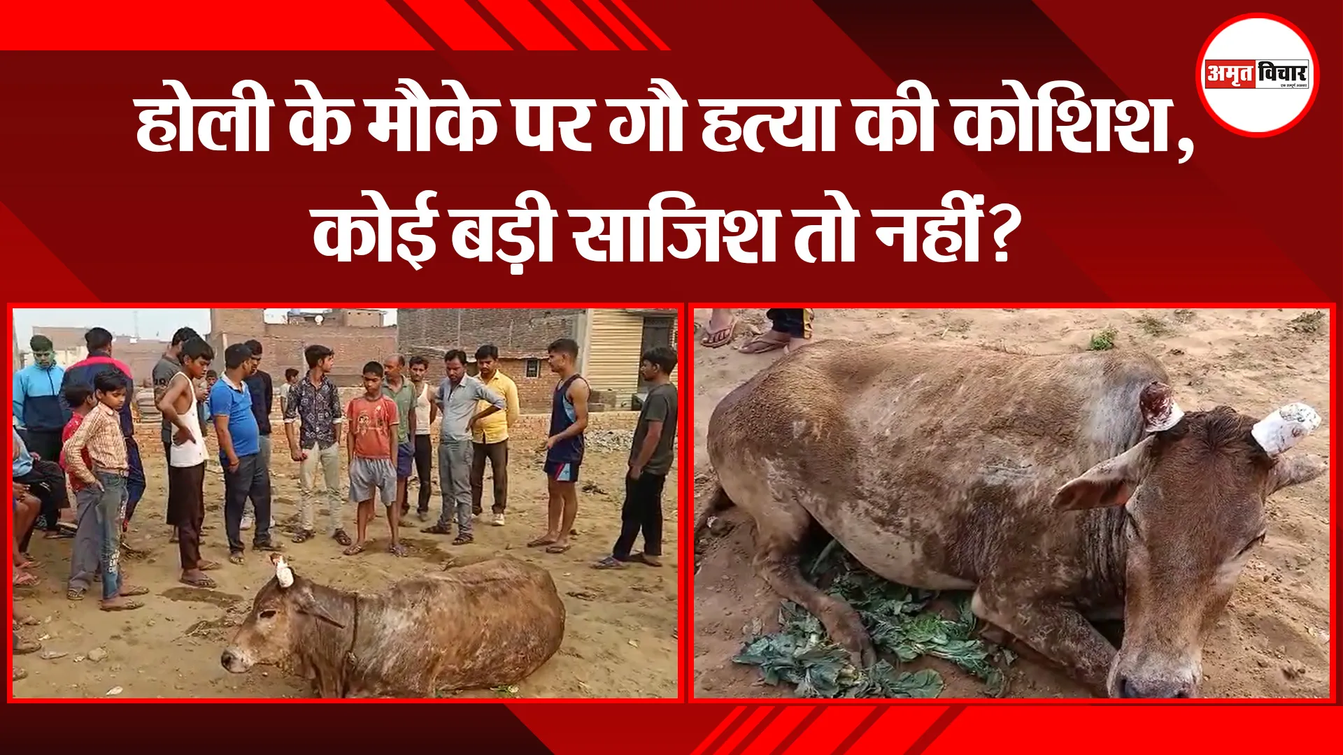 बरेली: होली के मौके पर गौ हत्या की कोशिश, कोई बड़ी साजिश तो नहीं?