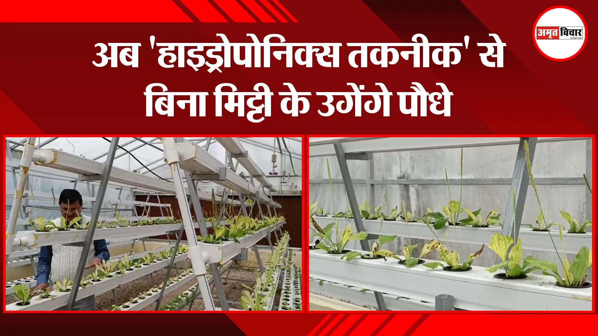 हल्द्वानी: अब ‘हाइड्रोपोनिक्स तकनीक’ से बिना मिट्टी के उगेंगे पौधे