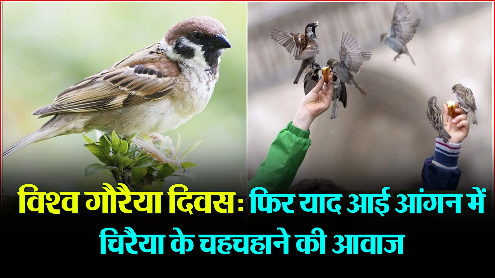 विश्व गौरैया दिवस: फिर याद आई आंगन में चिरैया के चहचहाने की आवाज